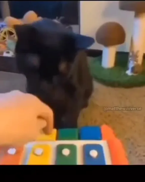 Кот играет на пианино