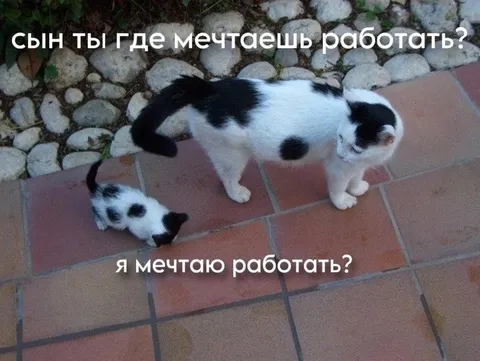 Где мечтаешь работать?
