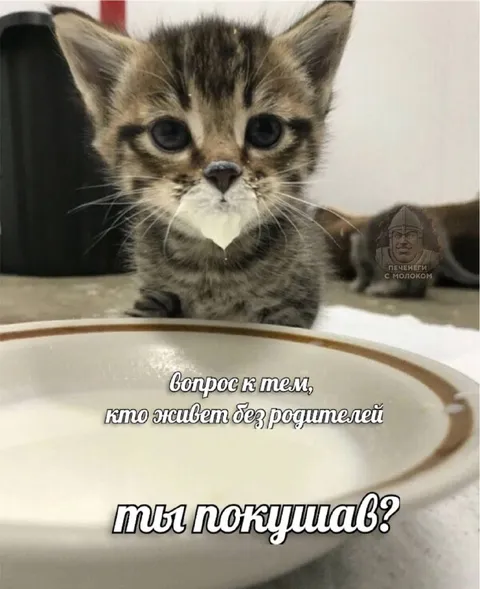 Котёнок спрашивает, ты покушал?