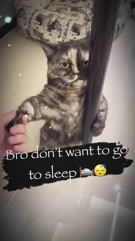 Cat Refuses to Go to Sleep