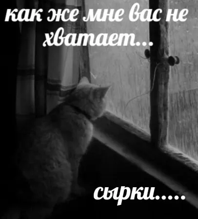 Кот скучает по сыркам