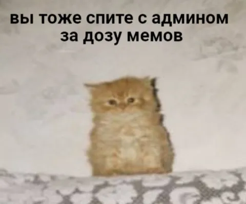 Кот спит с админом
