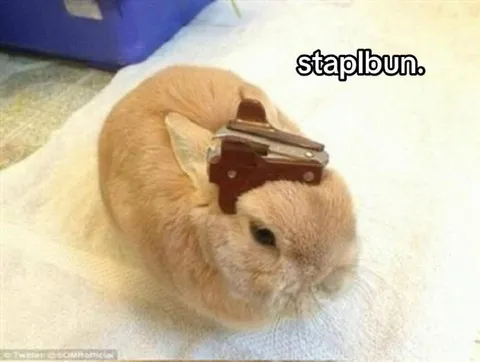 Stapler Bun