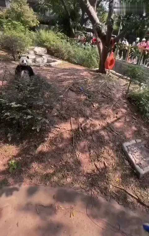 Панда в зоопарке