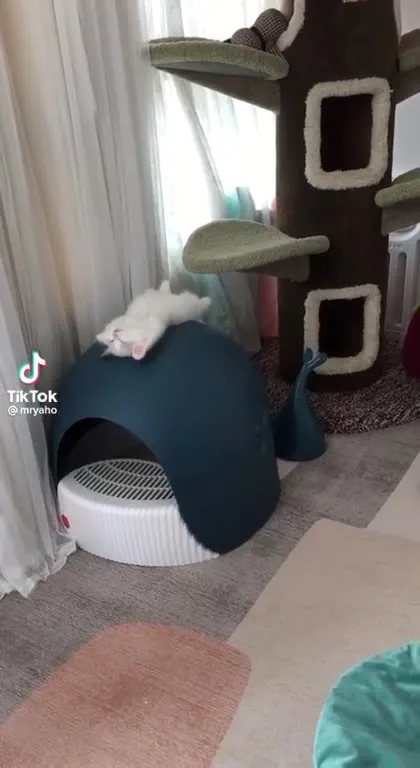 Cat Becomes Peanut Butter Salmon