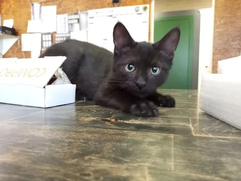 Чёрный кот в коробке