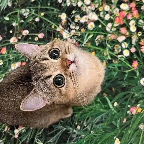 Котик среди цветов