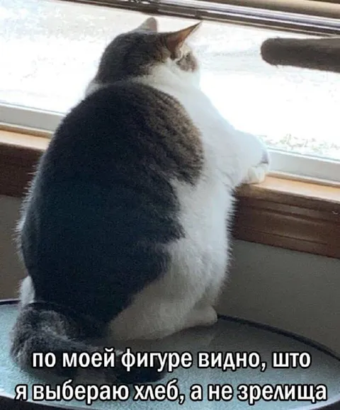 Кот выбирает хлеб, а не зрелища