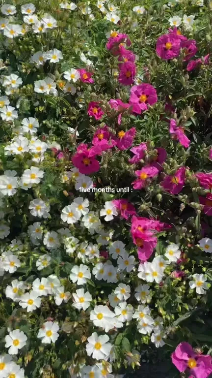 Five Months Until Spring