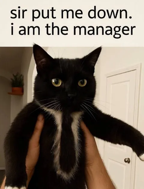 Black Cat Manager