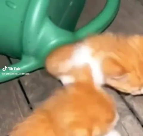 Котёнок пролезает в лейку