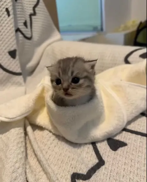Котёнок в уютном коконе