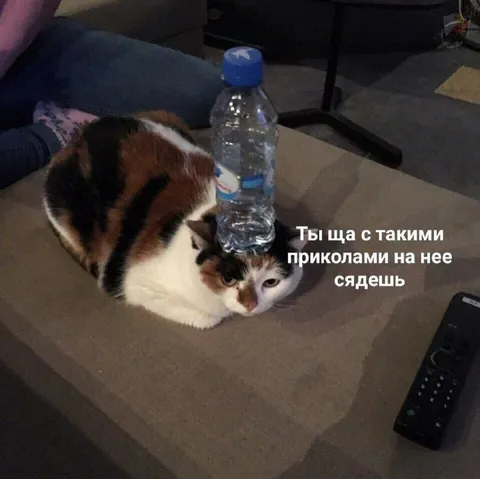С такими приколами на неё сядешь