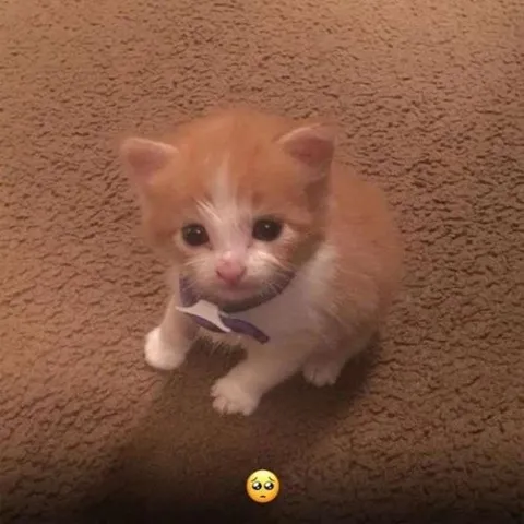 Котёнок с умоляющим взглядом