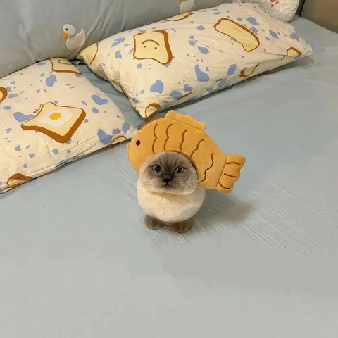 Котёнок в костюме рыбки