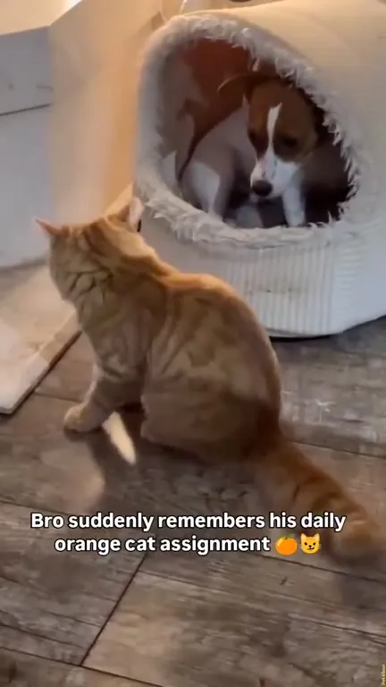 Dog Remembers His Orange Cat Assignment