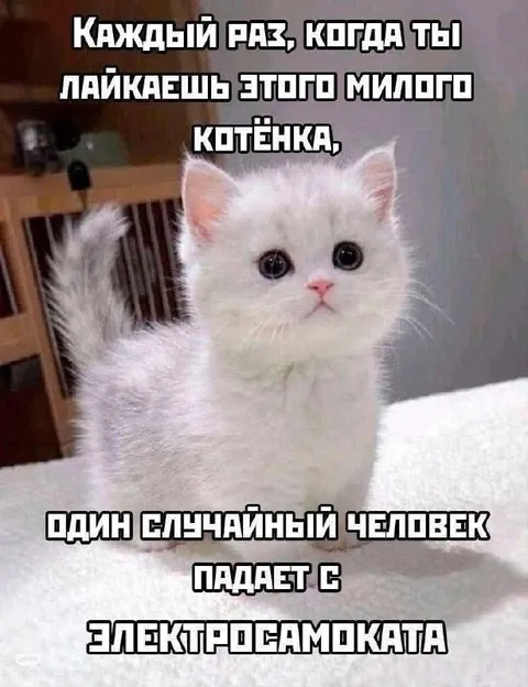 Милый котёнок и самокат