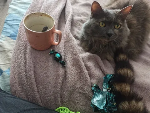 Кот и украденные конфеты