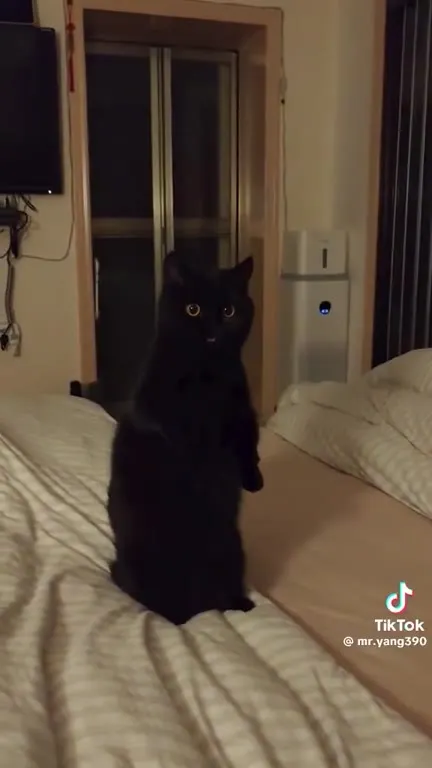 Чёрный кот приносит игрушку