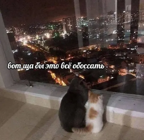 Коты хотят обоссать город