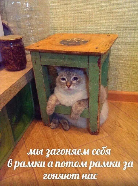 Кот в рамке стола