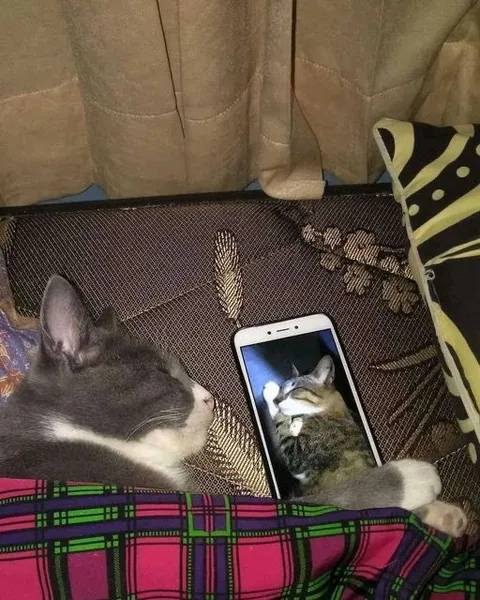 Кот смотрит на кота в телефоне