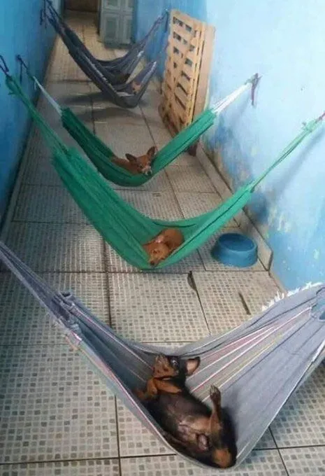 Собаки отдыхают в гамаках