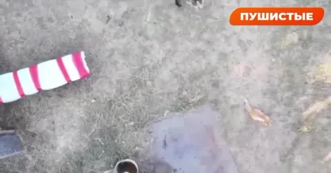 Кошки под прицелом дрона