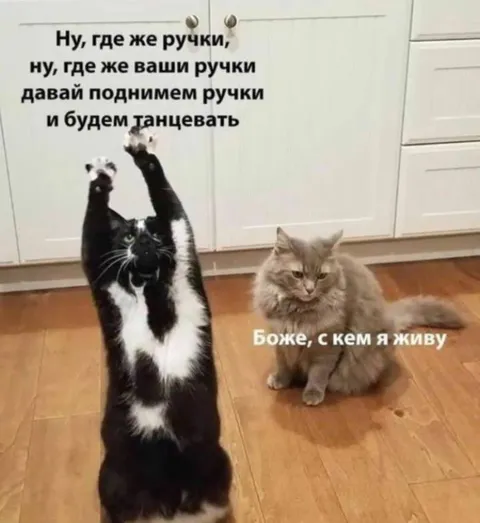 Кот поднимает лапки и танцует