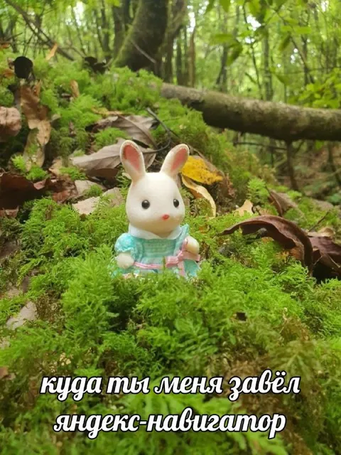 Куда ты меня завёл, Яндекс-навигатор
