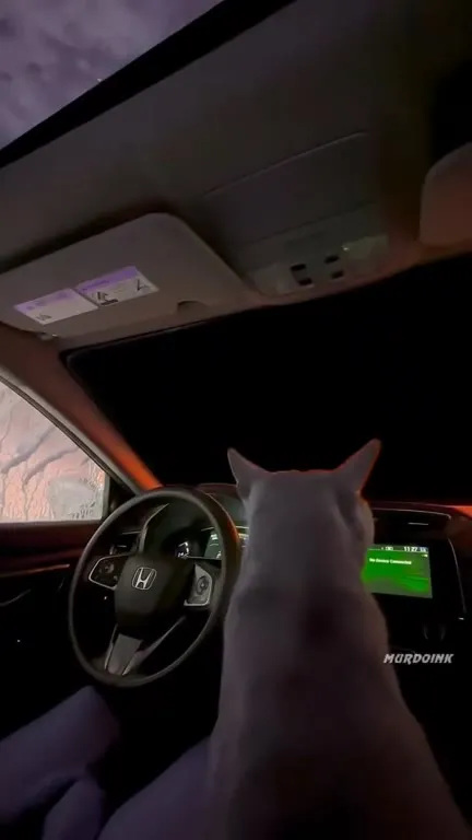 Cat Tries to Start PlayStation