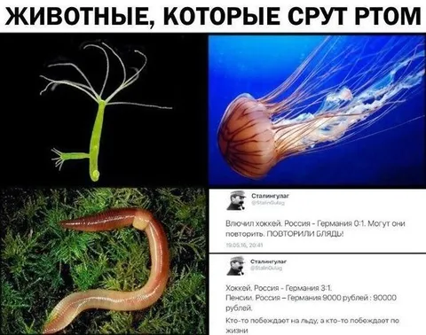 Животные, которые срут ртом