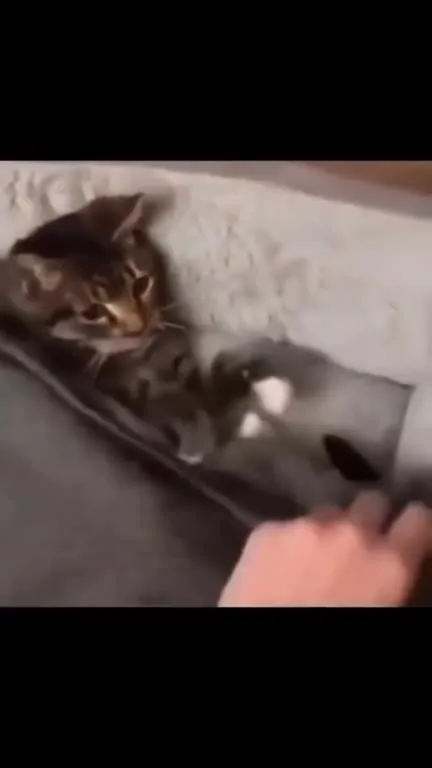 Кот и плюшевый мишка