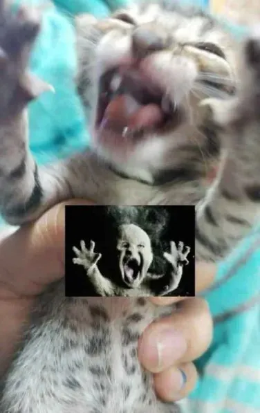 Кричащий котёнок в ужасе