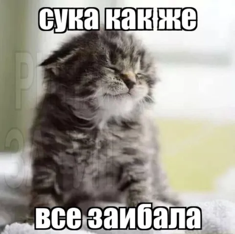Уставший котёнок от всего