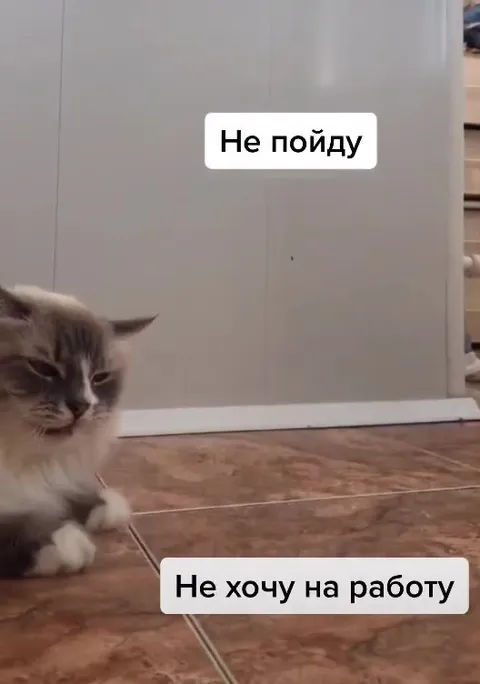 Кот не хочет на работу