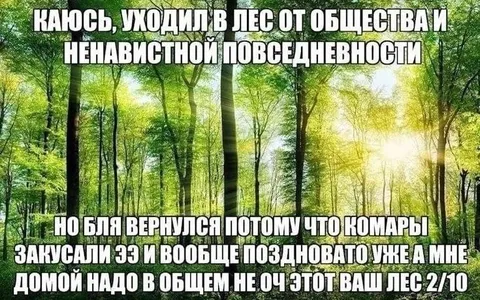 Лес оказался не очень
