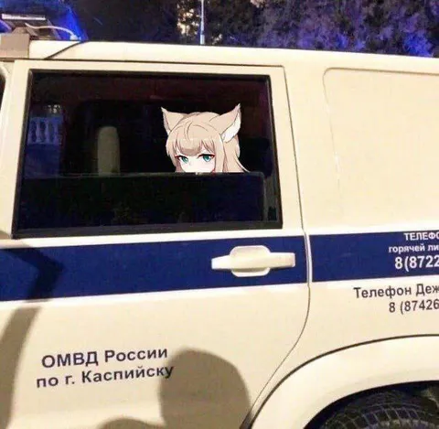 Котейка в машине полиции