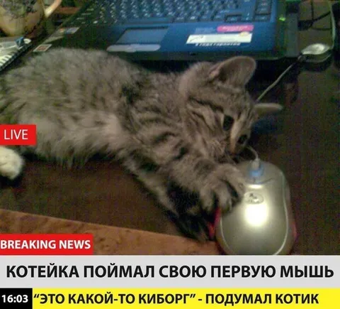 Котёнок поймал первую мышь