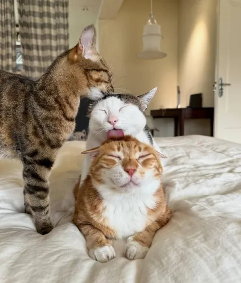 Коты на кровати