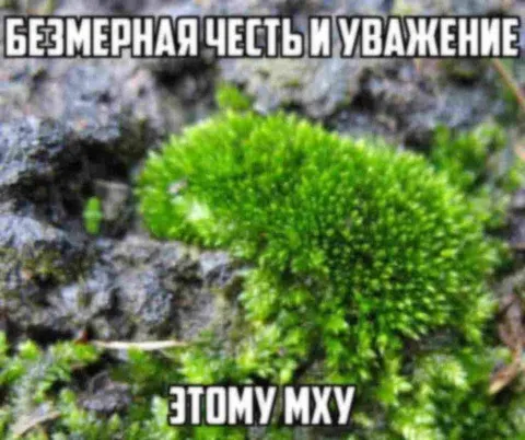 Безмерная честь и уважение этому мху