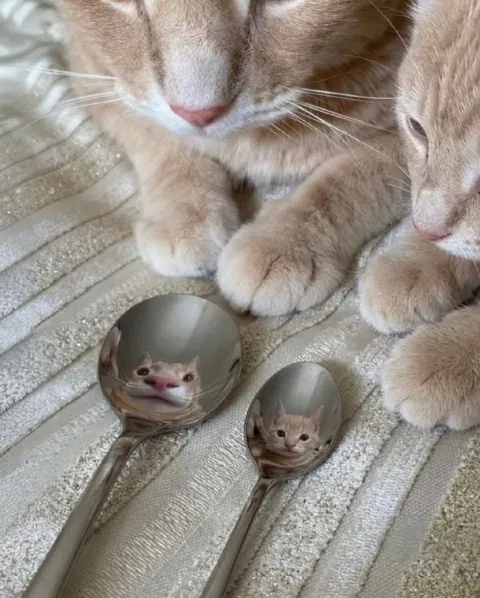 Котята отражаются в ложках