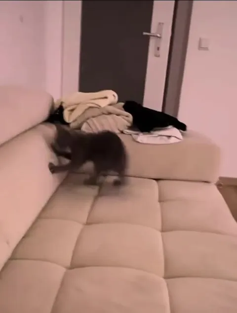 Кот врывается в телевизор