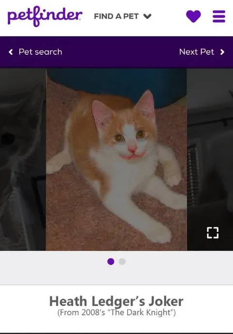 Heath Ledger’s Joker Cat