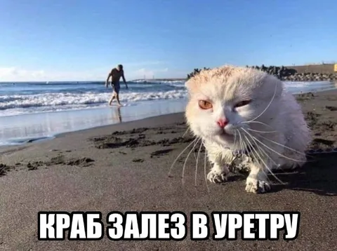 Краб залез в уретру