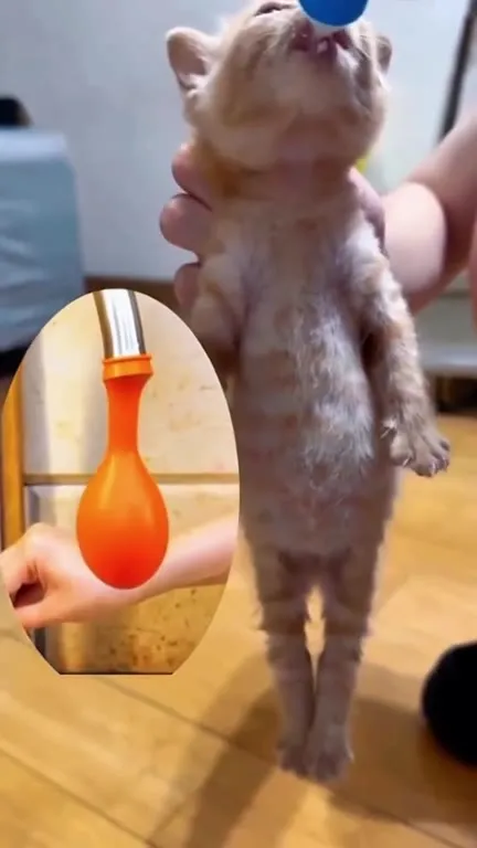 Котёнок жадно пьёт из бутылочки