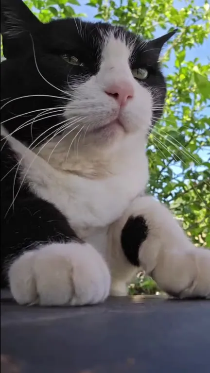 Кот включает режим босса