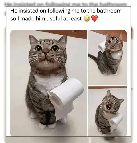 Cat Carries Toilet Paper