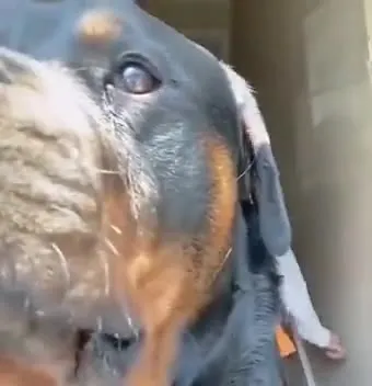 Based Dog Sermon