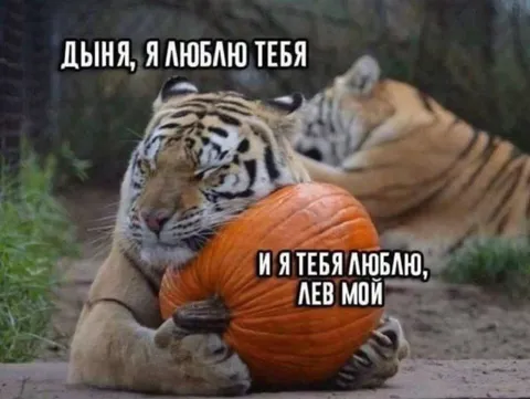 Тигр признаётся тыкве в любви